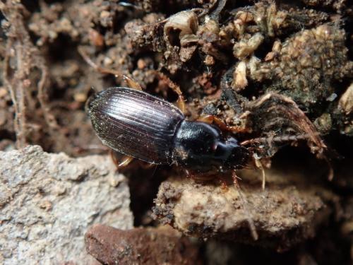 Réf. 300 411 : Parophonus sp.